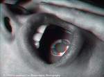 Mouth