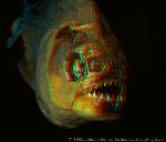 Piranha