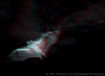Bat